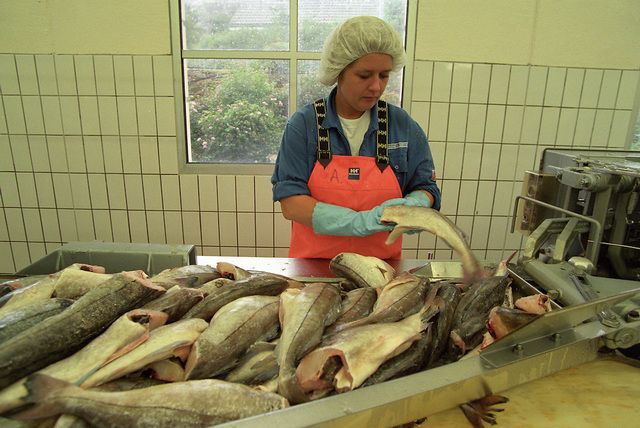 Переработка рыбы на фабрике